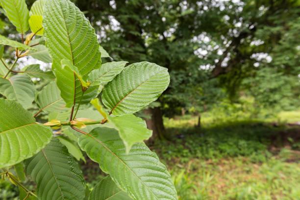 How Much Kratom is in a Capsule A Simple Breakdown